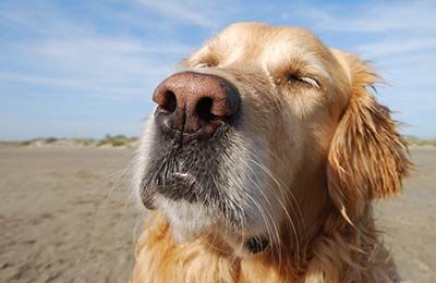 pet booking informācija pet rezervācijas informācija