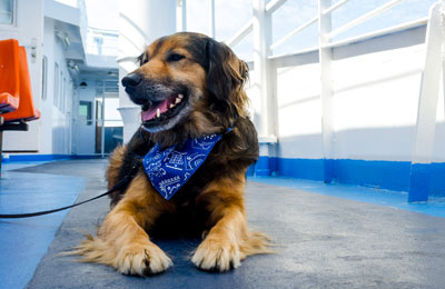 pet booking informācija pet rezervācijas informācija